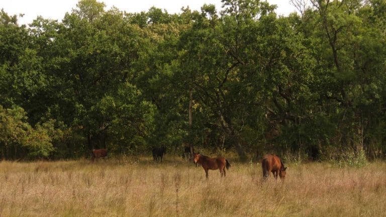 Ghid turistic complet pentru vizitarea Pădurii Letea