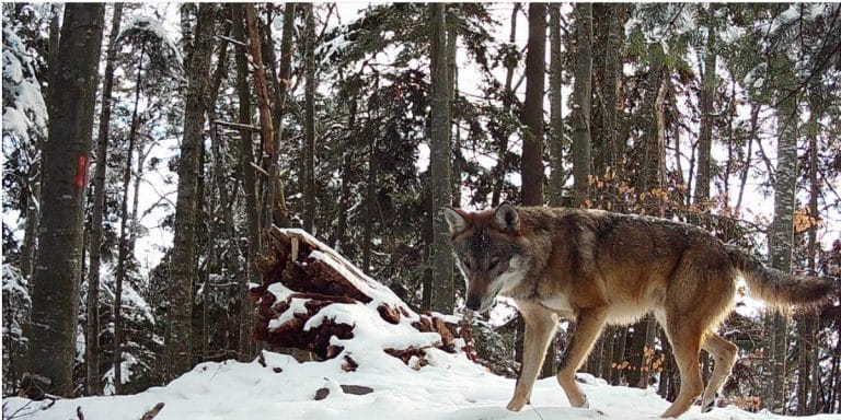 Lupi și râși în Carpați – supraviețuitorii ascunși ai pădurii