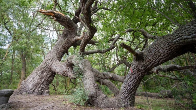 Pădurea Caraorman – renumită pentru „Stejarul Îngenuncheat”.